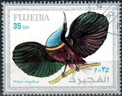 Ptiloris magnificus