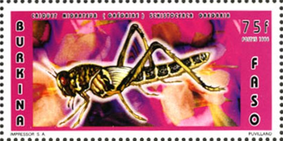Desert Locust (Schistocerca gregaria)