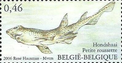 Dogfish (Scyliorthinus caniculus)
