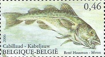 Atlantic Cod (Gadus morrhua)