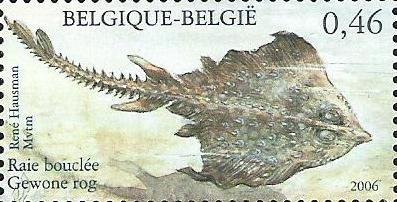 Stamp, Thornback Ray (Raja clavata), Belgium,  