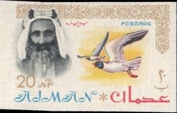 Sheik Rashid and White-eyed Gull (Larus leucophthalmus)