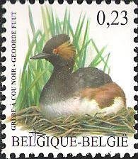 Black-necked Grebe (Podiceps nigricollis)