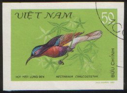 Copper-throated Sunbird (Leptocoma calcostetha)