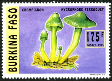Hygrocybe psittacina