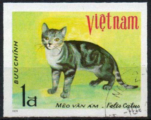 Colour-spotted Cat (Felis silvestris catus)