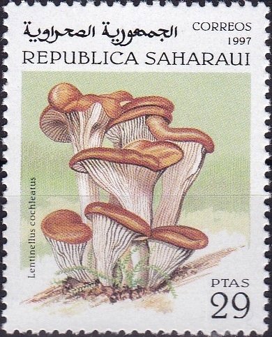 Lentinellus cochleatus