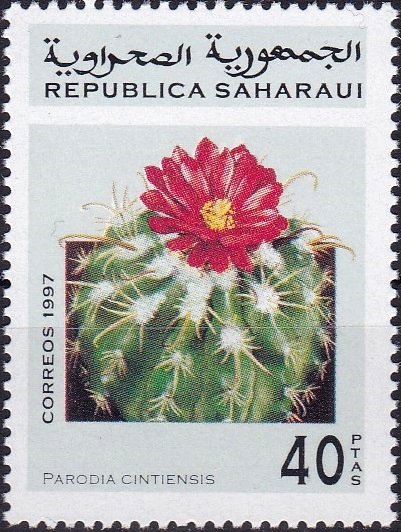 Parodia cintiensis