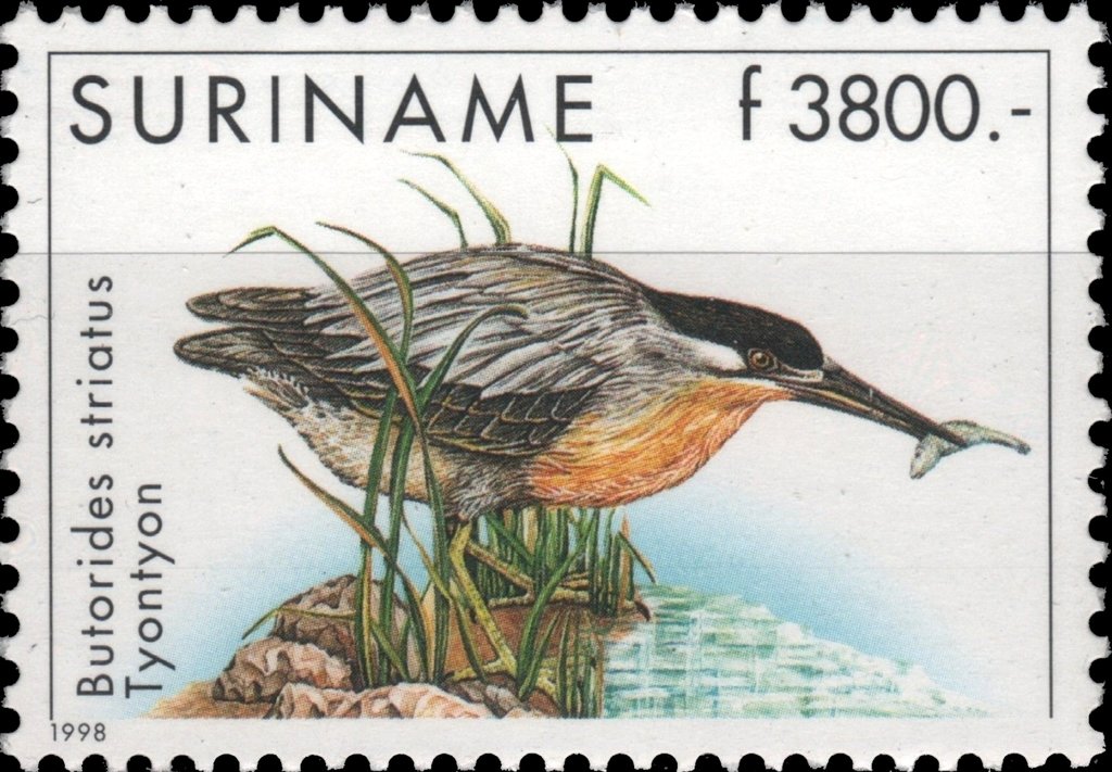 Butorides striatus