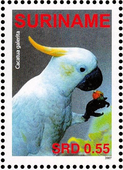 Yellow-crested Cockatoo    Cacatua sulphurea