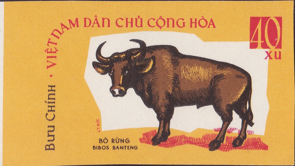 Banteng (Bos javanicus)