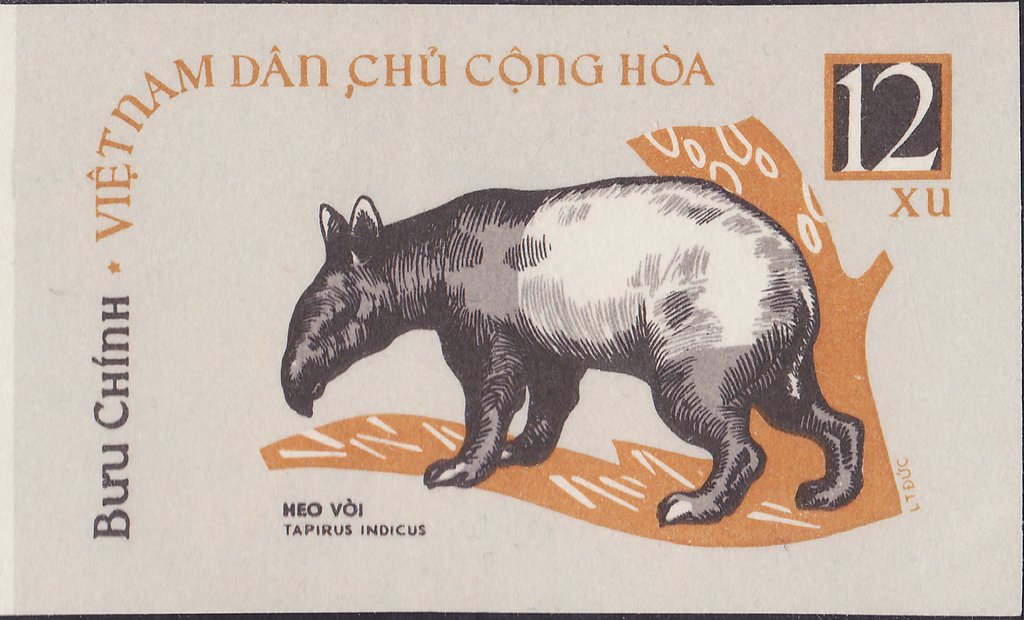 Asian Tapir (Tapirus indicus)
