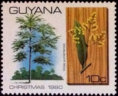 Virola surinamensis