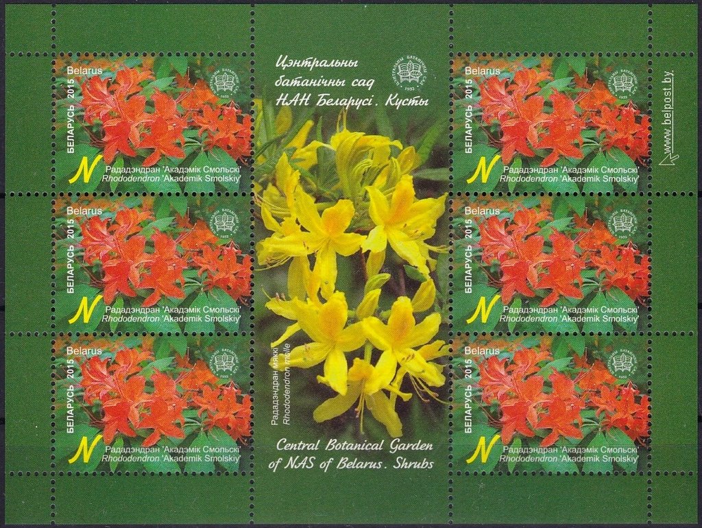 Rhododendron 'Academic Smolskiy'