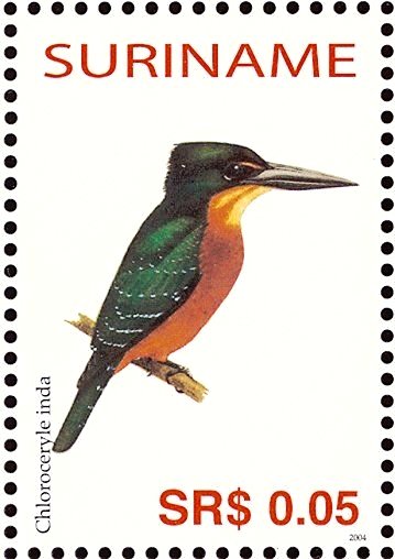 Green-and-rufous Kingfisher    Chloroceryle inda