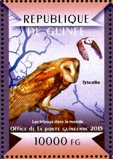 Western Barn Owl (Tyto alba)