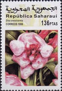 Stamp, Disa crassicornis, Cinderellas,  , Flowers