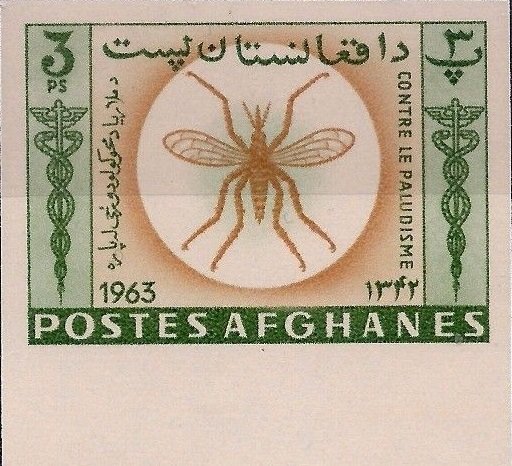 Anopheles Mosquito (Anopheles sp.)