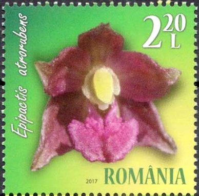 Dark Red Helleborine (Epipactis atrorubens)