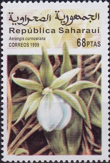 Aerangis curnowiana