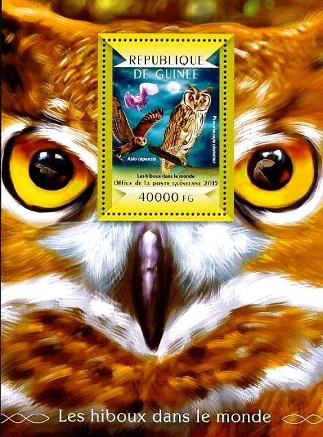 Striped Owl (Pseudoscops clamator), Marsh Owl (Asio capensis