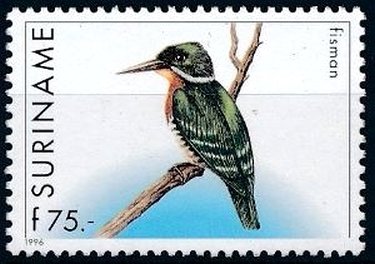 Chloroceryle amazona
