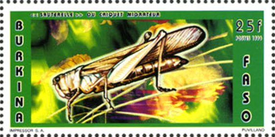 Migratory Locust (Locusta migratoria)