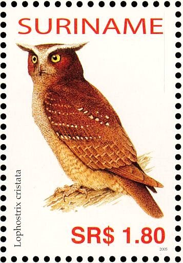 Crested Owl    Lophostrix cristata