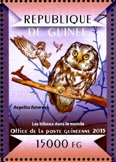 Boreal Owl (Aegolius funereus)