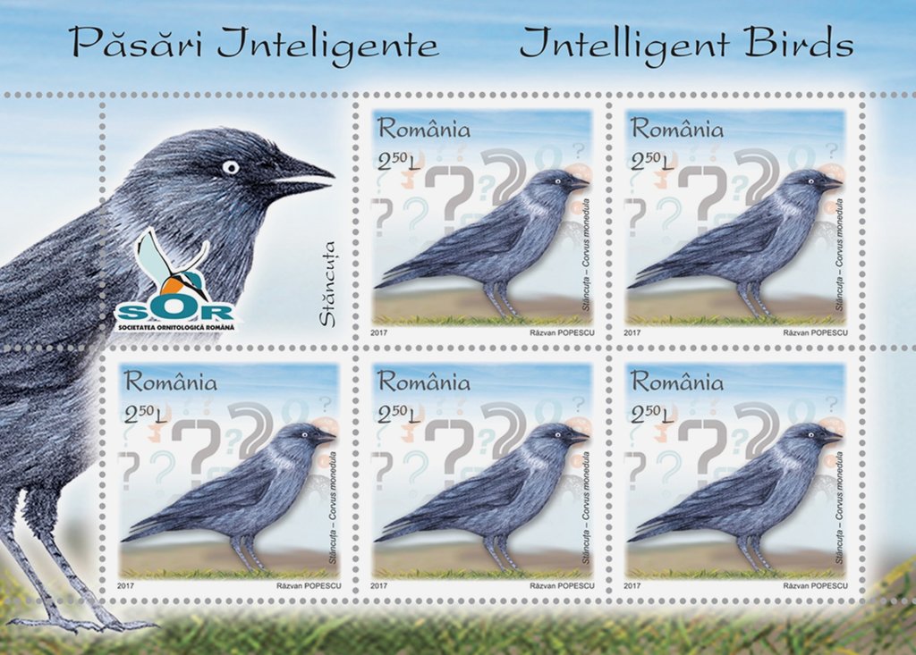 European jackdaw (Corvus monedula)