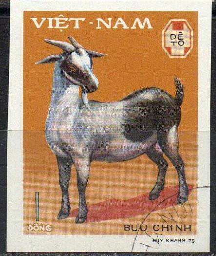 Domestic Goat (Capra aegagrus hircus)