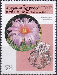 Stamp, Echinocactus horizonthalonius, Cinderellas,  , Cacti, Plants (Flora)