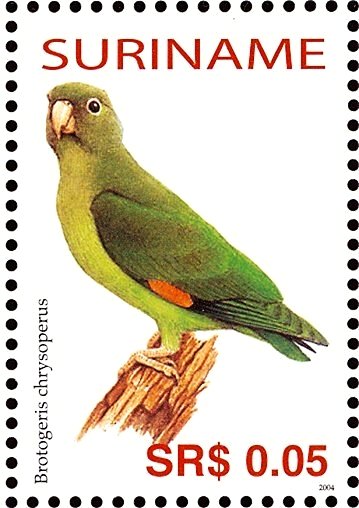 Golden-winged Parakeet    Brotogeris chrysoptera