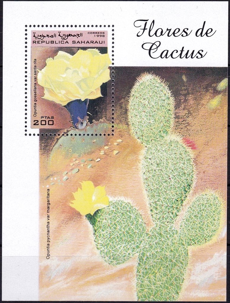 Opuntia gosseliana