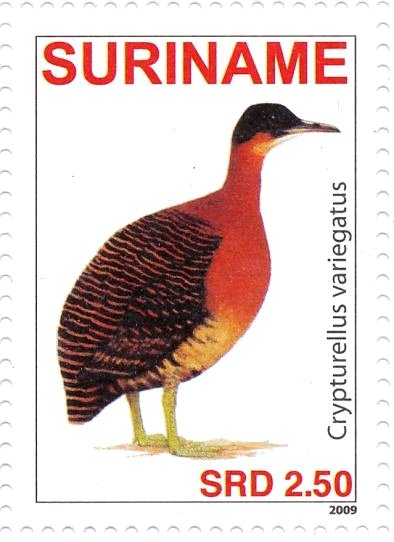 Variegated Tinamou    Crypturellus variegatus
