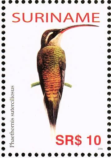 Long-tailed Hermit    Phaethornis superciliosus