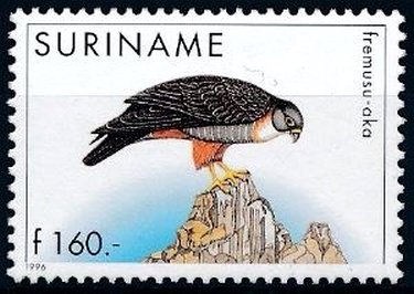 Falco rufigularis