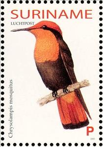 Stamp, Ruby-topaz Hummingbird    Chrysolampis mosquitus, Suriname,  , Birds