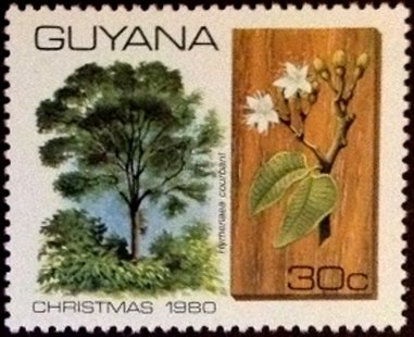 Hymenaea courbaril