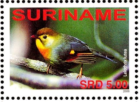 Red-billed Leiothrix    Leiothrix lutea