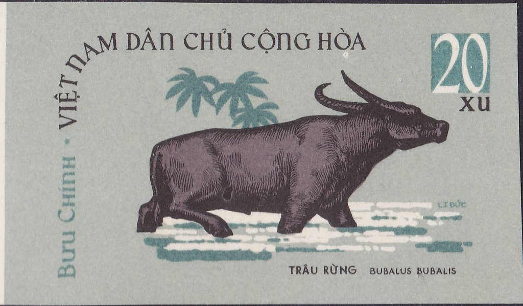 Water Buffalo (Bubalus bubalis)