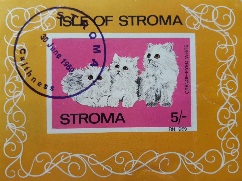 Orange-eyed white cats
