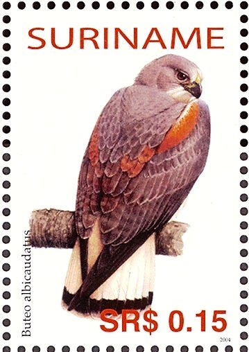 White-tailed Hawk    Geranoaetus albicaudatu