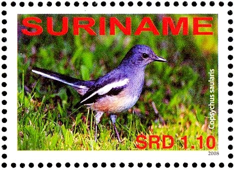 Oriental Magpie-Robin    Copsychus saularis