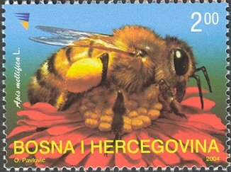 Honey Bee (Apis mellifica)