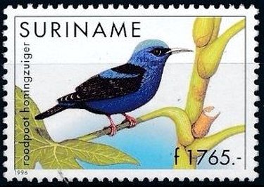 Cyanerpes cyaneus carneipes