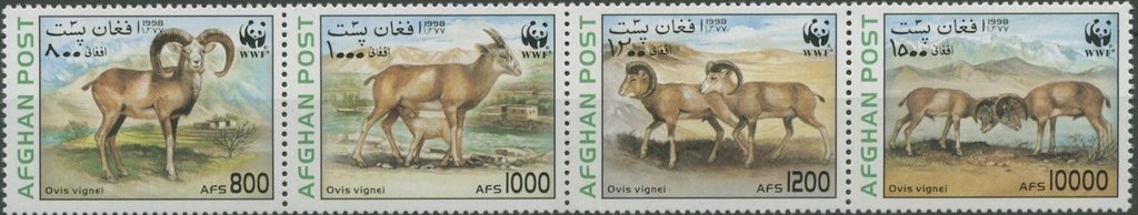 Urial (Ovis orientalis vignei)