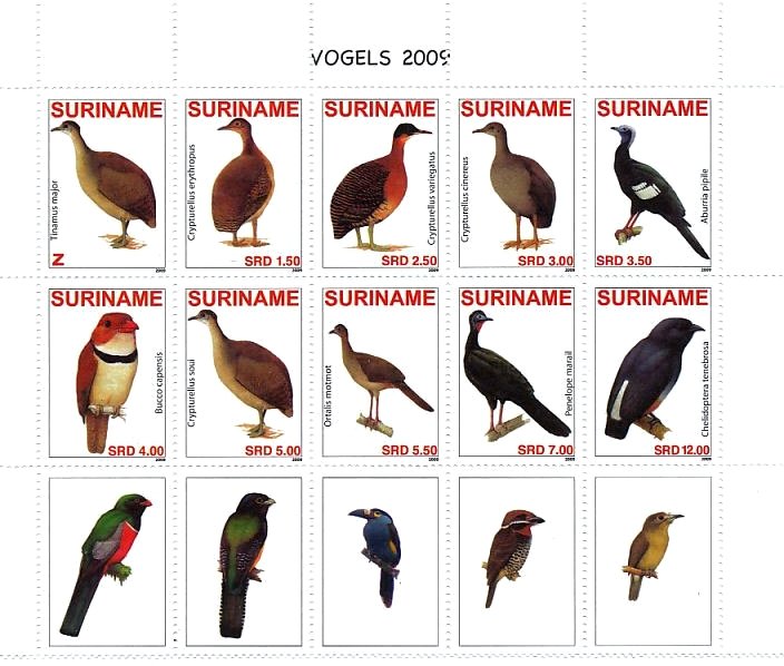 Birds