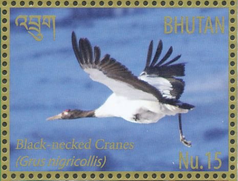 Black-necked Crane (Grus nigricollis)