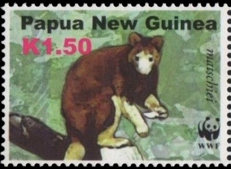 Matschie's Tree Kangaroo